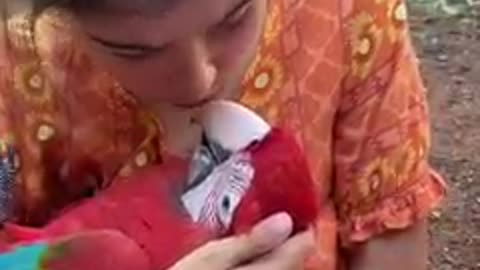 A macaw parrot speaks lovingly and kissesMako parrot really love ...Mako parrot kisses a with his beloved girlfriend