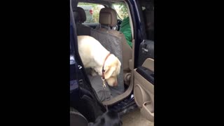 Annoyed Labrador Helps Other Dog Get Out Of Truck