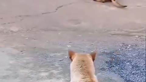 Funny Dog VS Chicken