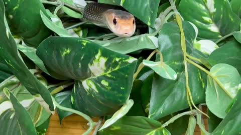 Mulga snake (King Brown Snake) (Pseudechis australis)