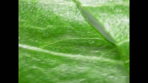 microscopic view of a shaving blade