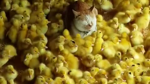 Lovely cat with chicks