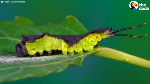 This Caterpillar Turn lnto A Puss The Dodo