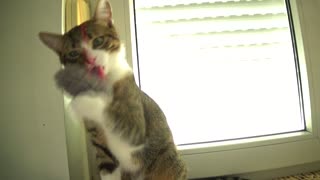 Energetic Little Cat Chases the Toy