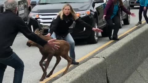 Moose Brings Entire Highway to a Standstill