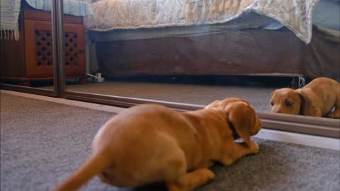 See How This Cute Puppy Reacts to Seeing Himself In The Mirror for the First Time 😛