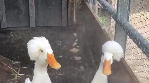 Ducks Fluff Their Fros Under Shower