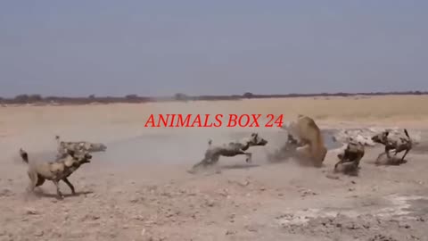 SMALL ANIMALS ALSO ATTACK PREDATORY ANIMALS.