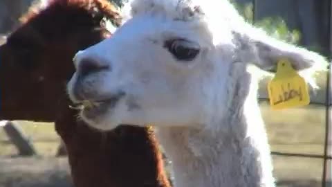 This Alpaca is all crazy-eyed and would probably like to jump the fence and chew my face off.