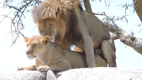 WARNING! VERY GRAPHIC! Lions mating in the Serengeti - 2