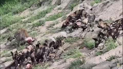 African Wild Dogs Fight Hyenas!_Cut.mp4