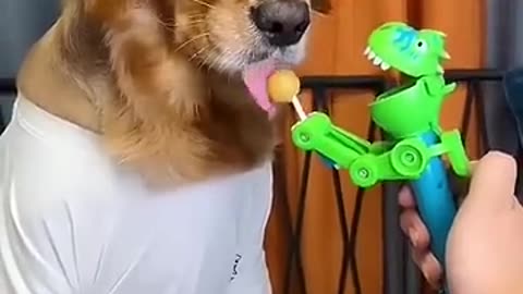 Funny animal video