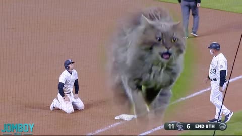 Cat on the field - a breakdown