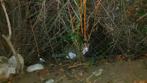 Cute Male Stray Cat (Night Guest)