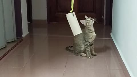 Cat Reaching and Playing with a Hanged Carton.