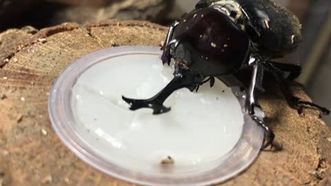 Longevity beetle eating