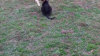 German Shepherd Abby and Toby with the Pink Polka Dot Purple Rooster Finally