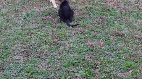 German Shepherd Abby and Toby with the Pink Polka Dot Purple Rooster Finally