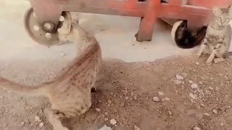 Funny cats /animals funny videos #animals #funny