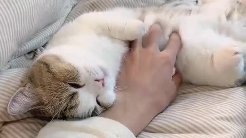 kitten hand warmer fluffy warm