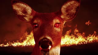 THE ZOMBIE DEER APOCALYPSE! WILDLIFE ARE UNDER ATTACK SO YOU CAN'T RELY ON HUNTING FOR FOOD!