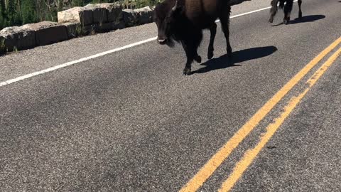 Bunch of Bison Running Down the Road