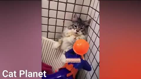 Funny 🐈😺 cats planet🤣🤣🤣