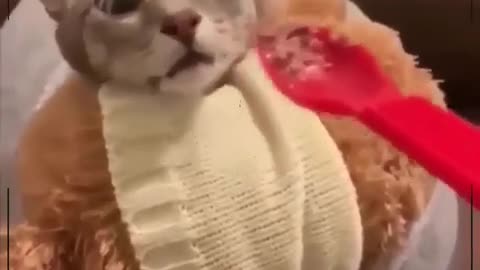 fluffy cat and its reactions