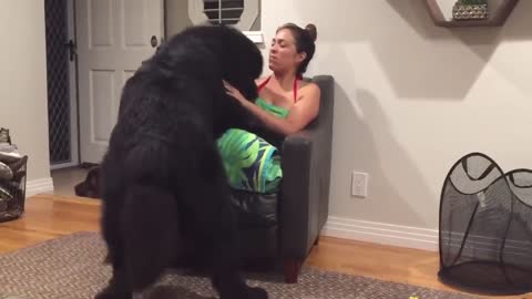 Massive Newfoundland thinks he's a lap dog