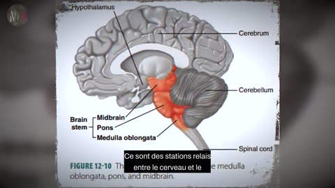 Connaissance alchimique du corps humain.