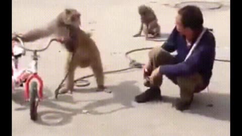 Fun video with monkeys