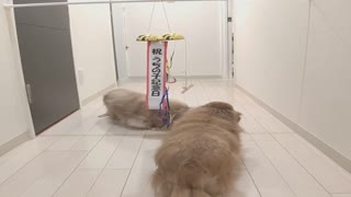 Adoption Anniversary Surprise for Adorable Doggos