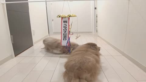 Adoption Anniversary Surprise for Adorable Doggos