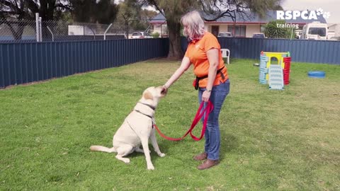 FREE DOG TRAINING SERIES – Lesson 1: how to help your canine to sit and drop