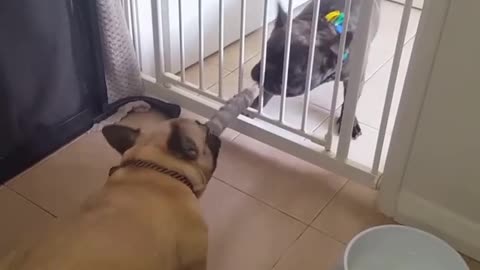 Frenchies play tug-of-war from opposite sides of gate