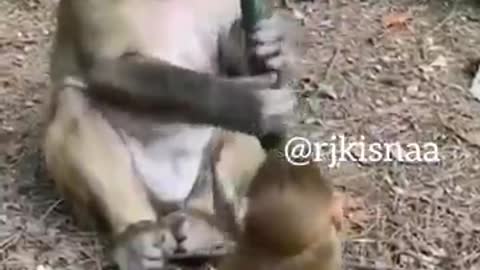 rj kisna funny monkey videos | Kaleshi kancha | dub kendra kisna