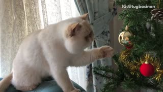 White cat bats at ornaments on christmas tree