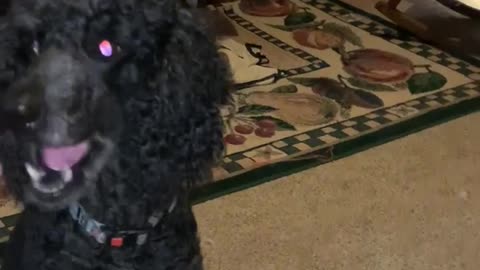 Poodle learns to skateboard