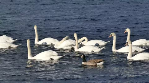 swans float on water