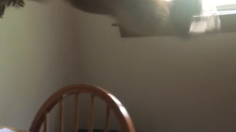 Orange cat fails jump to window off table