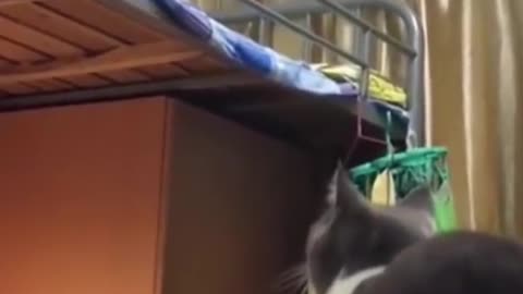 Cat Goes For The Jump & Then... - UrPetsHouse