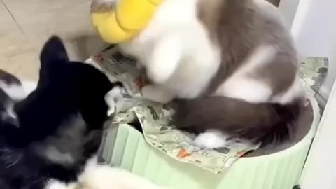 Funny cat fighting video