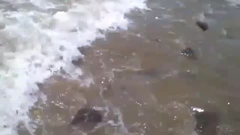 Filming on the beach the rocks being hit by the waves of the sea [Nature & Animals]