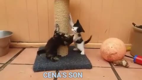 if your cat is John Cena! #2 😂 Funny Animals Videos 😂 2021 (watch till the end