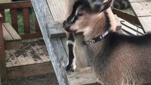 Cute baby goats play king of the hill