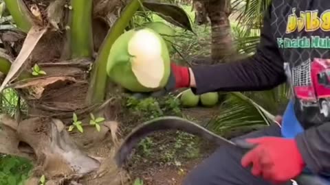 Awesome coconut cutting skills. #shorts #coconut #shortvideo #short