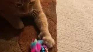 Cat play!