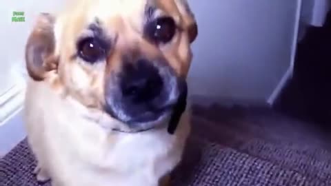 Funny dogs (smile)