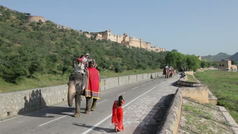 Elephants taking tourists to Amber Fort near Jaipur, Rajasthan, India, Asia