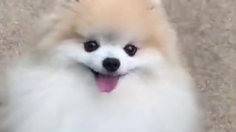cute dog short vide